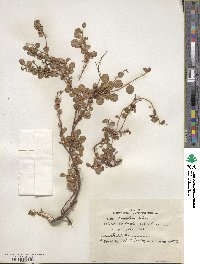 Salix nummularia image