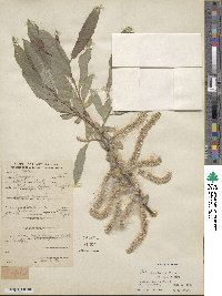 Salix pycnostachya var. oxycarpa image