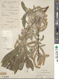 Salix pycnostachya var. oxycarpa image