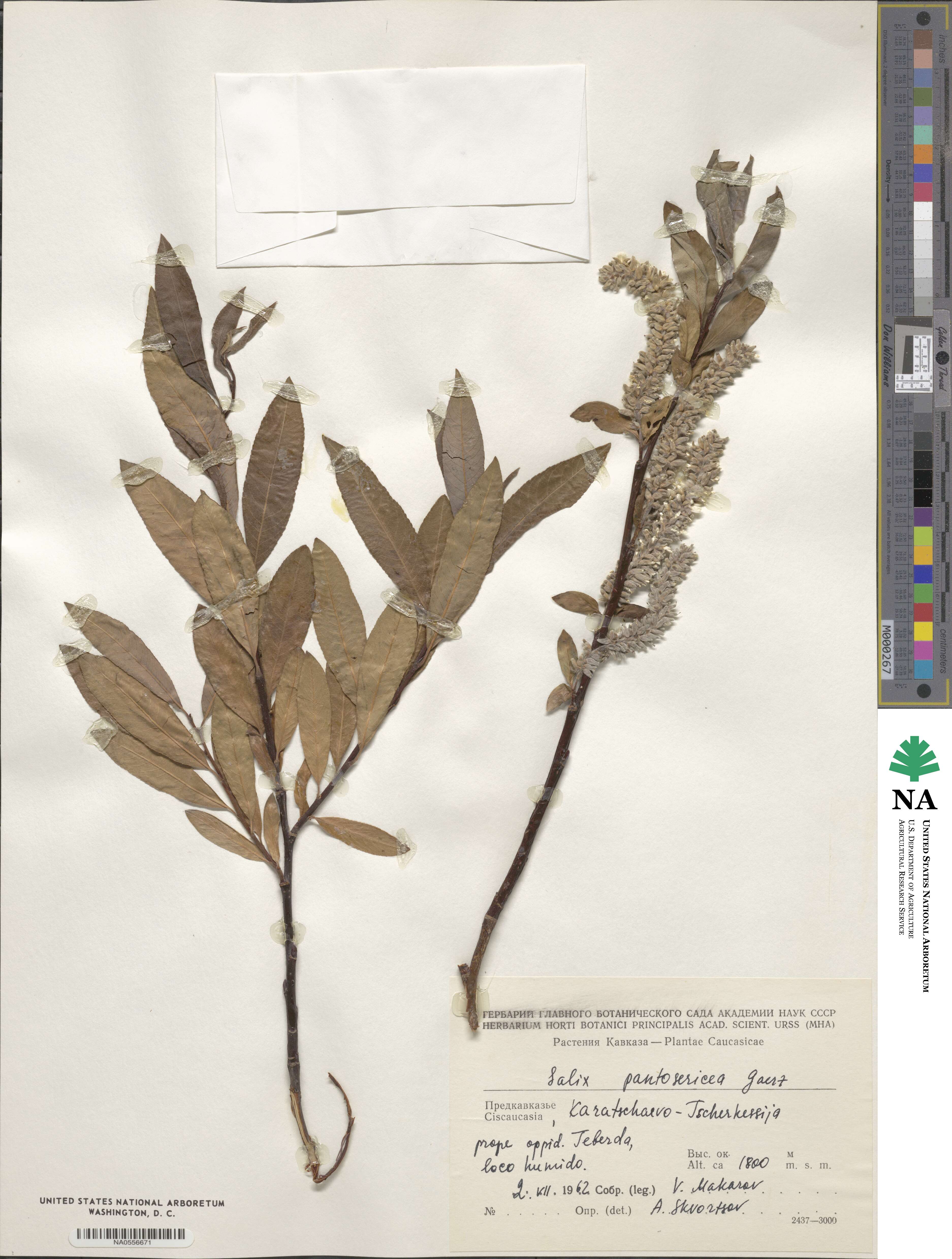 Salix pantosericea image