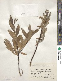 Salix pantosericea image