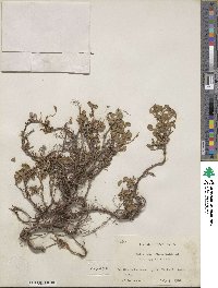 Salix nummularia image