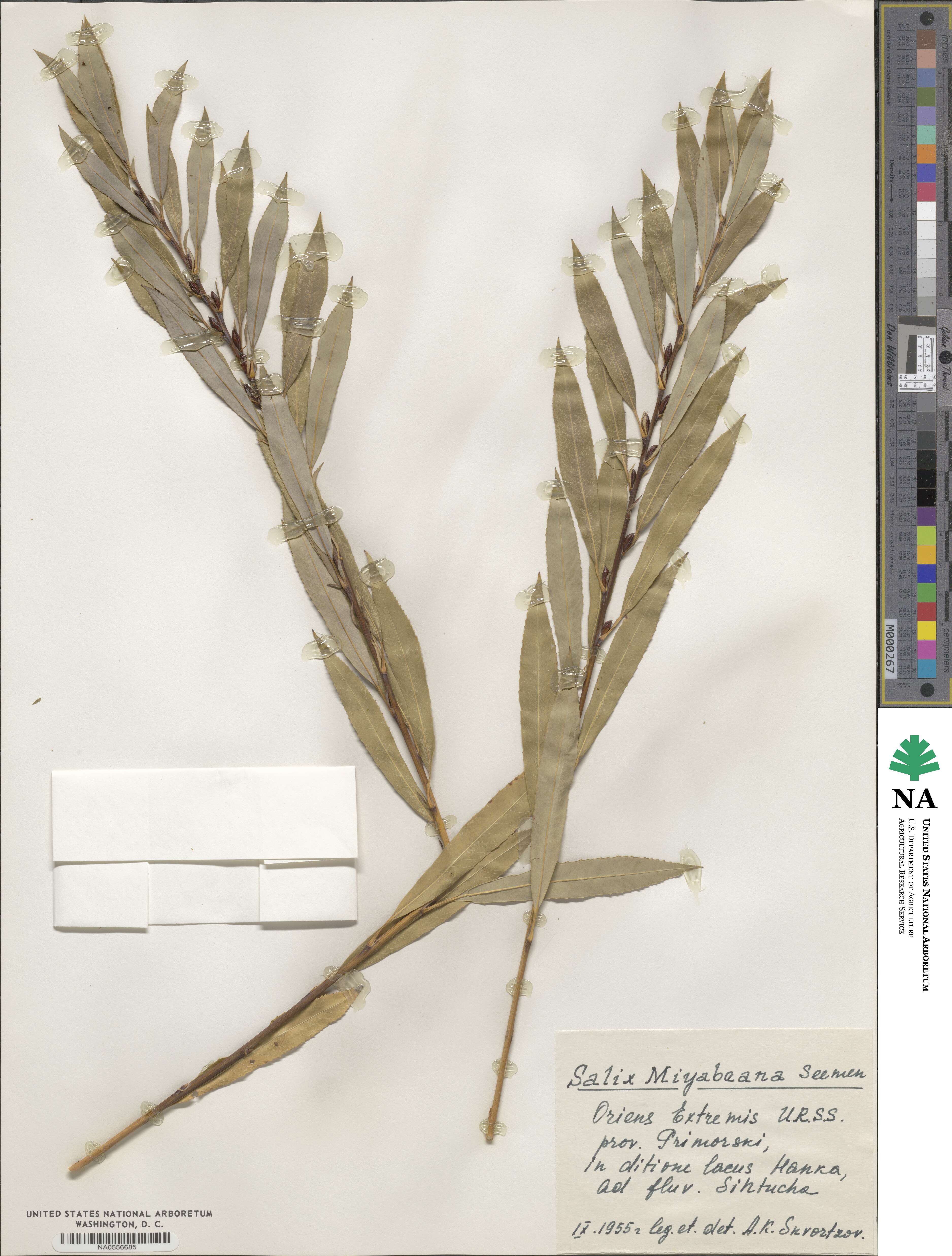 Salix miyabeana image