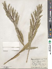 Salix miyabeana image