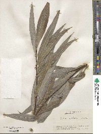 Salix miyabeana image