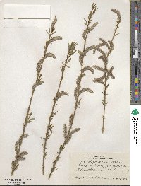 Salix miyabeana image