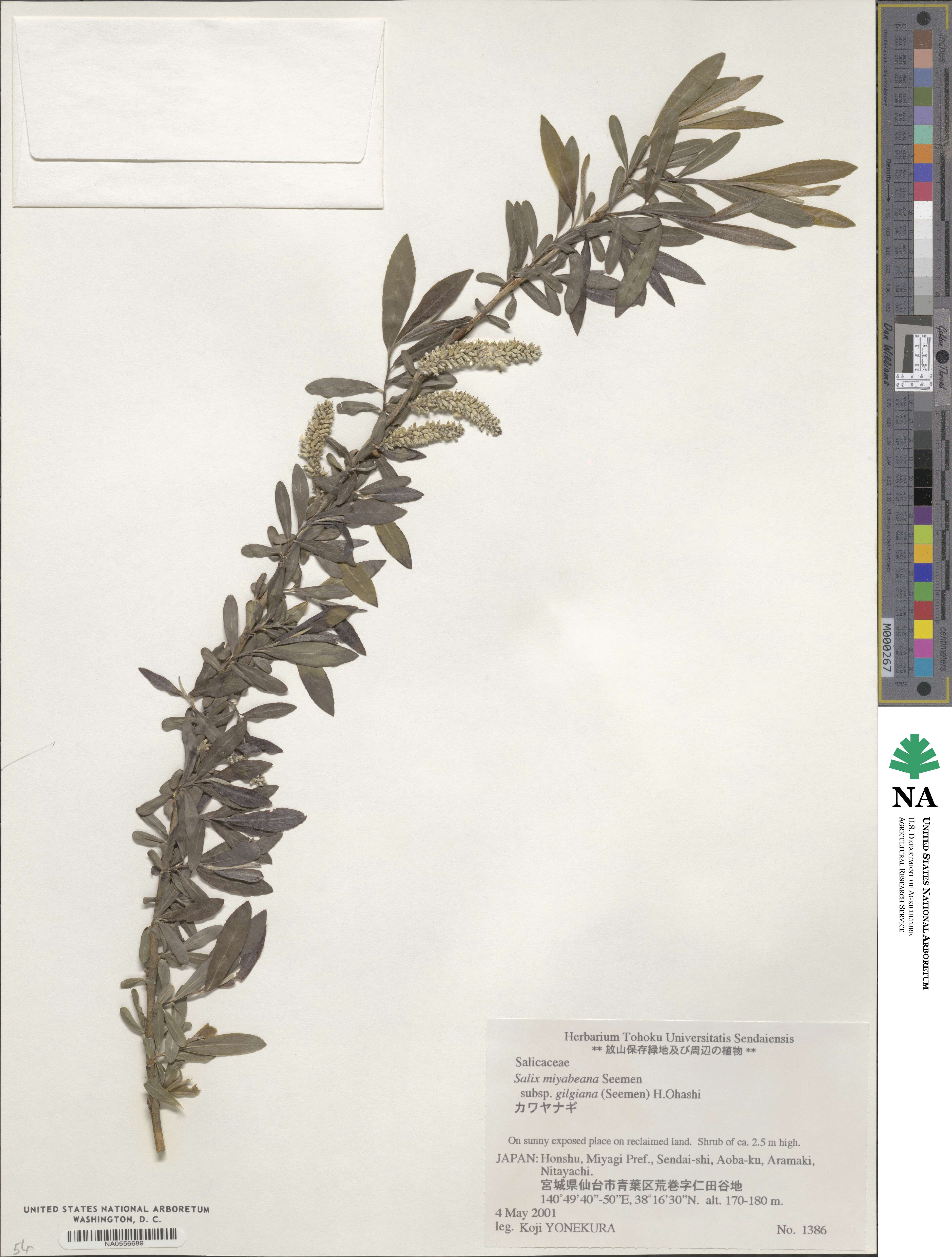 Salix gilgiana image