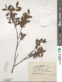 Salix myrtilloides image