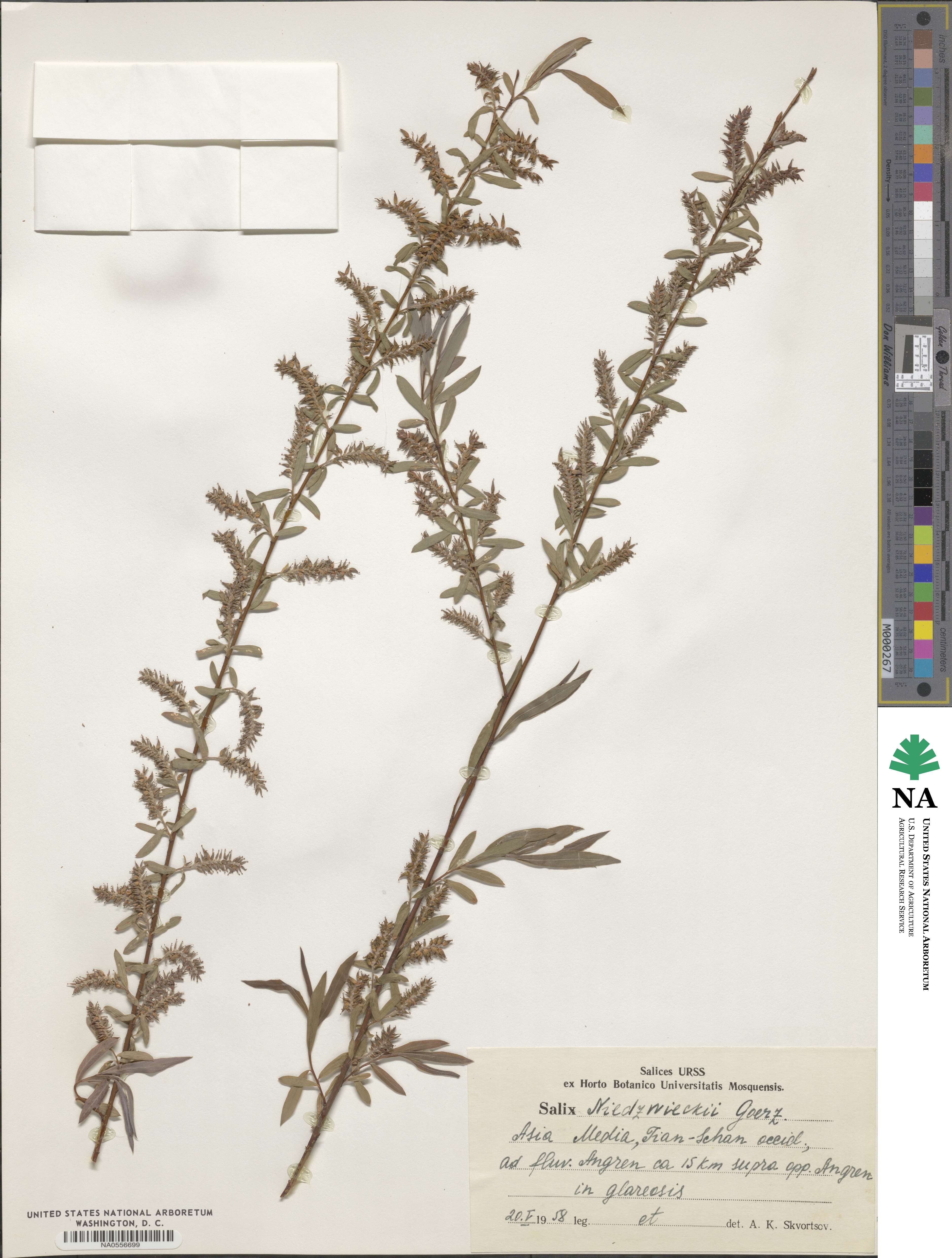 Salix capusii image