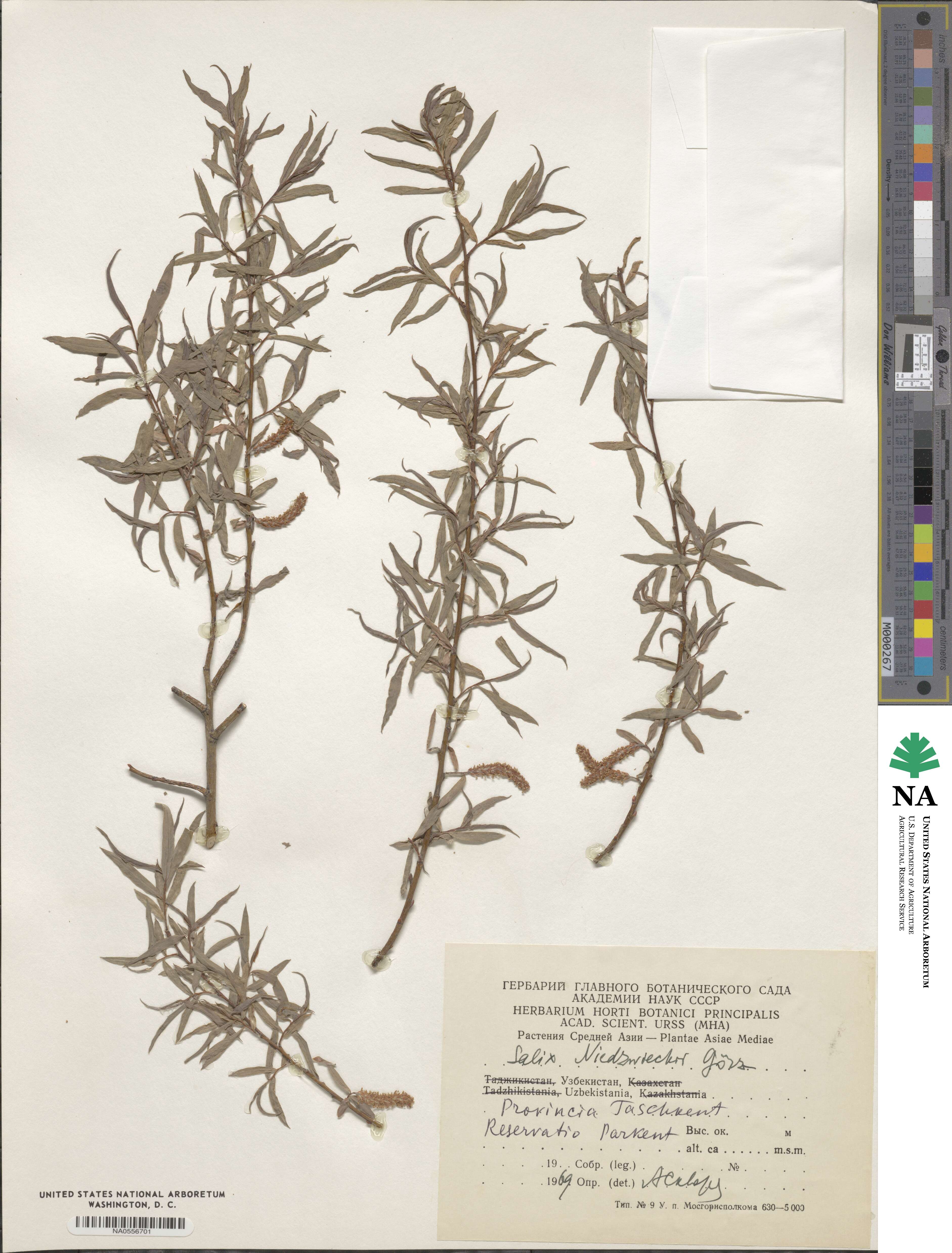 Salix capusii image
