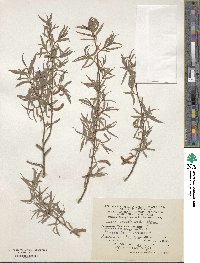 Salix capusii image