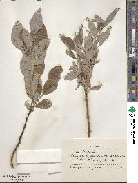 Salix lanata image