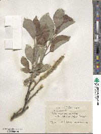 Salix lanata image