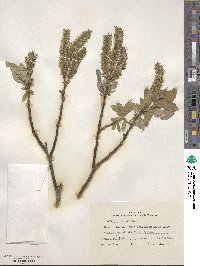 Salix lanata image