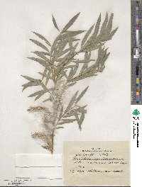 Salix linearifolia image