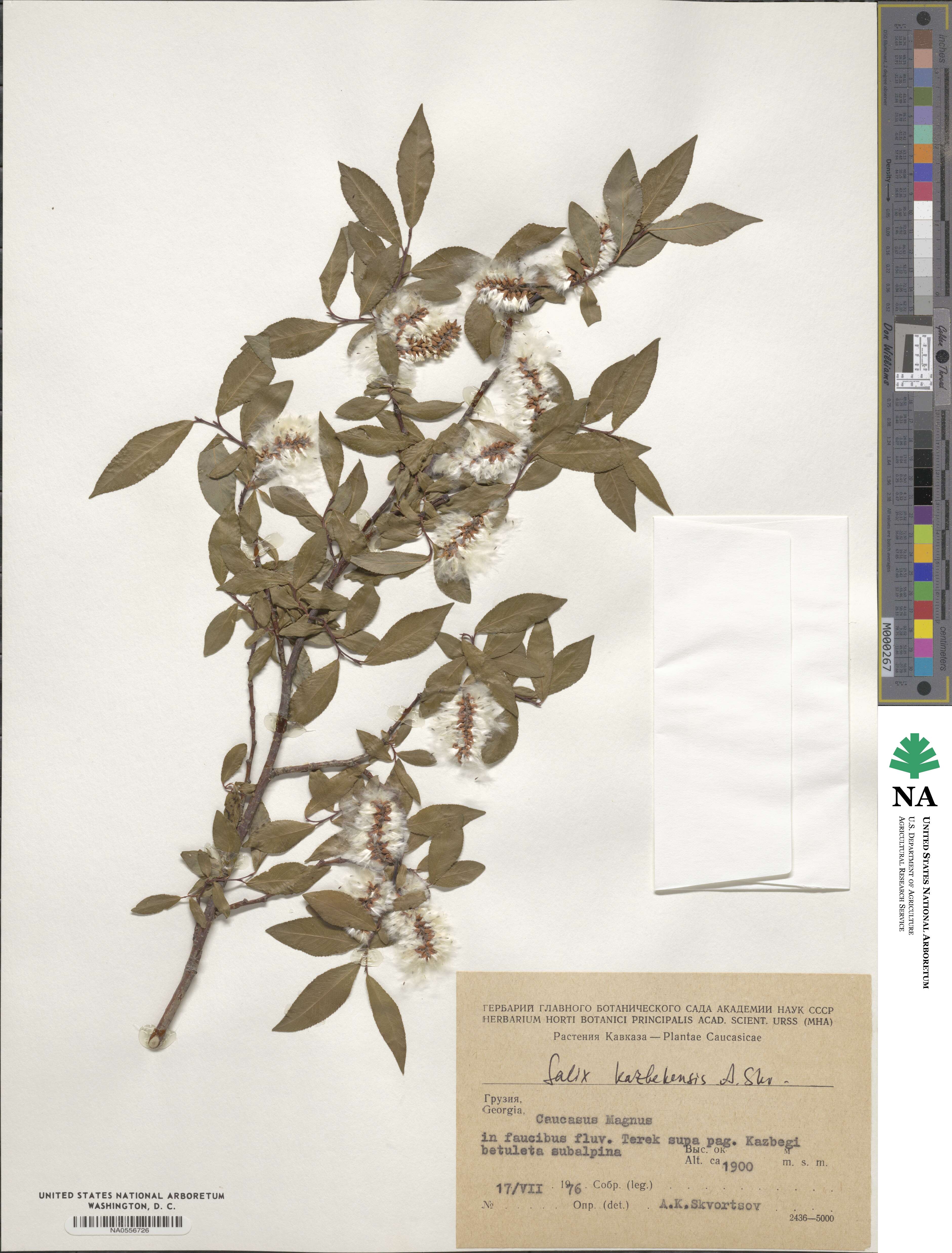 Salix kazbekensis image