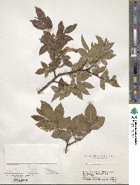 Salix shiraii image