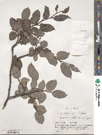 Salix shiraii image