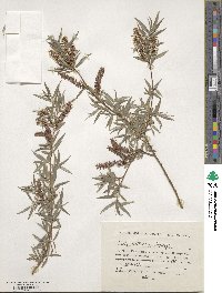 Salix kirilowiana image