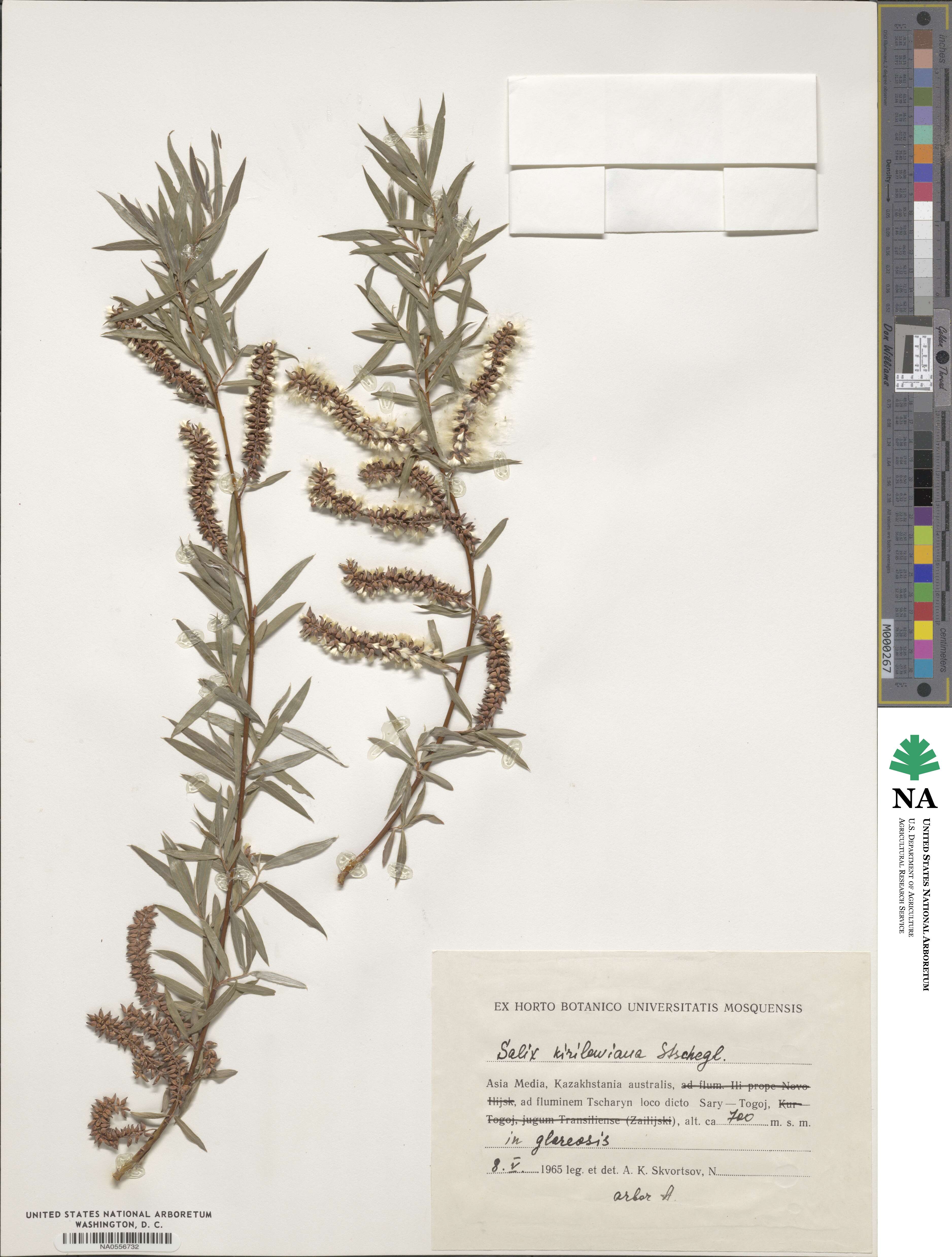 Salix kirilowiana image