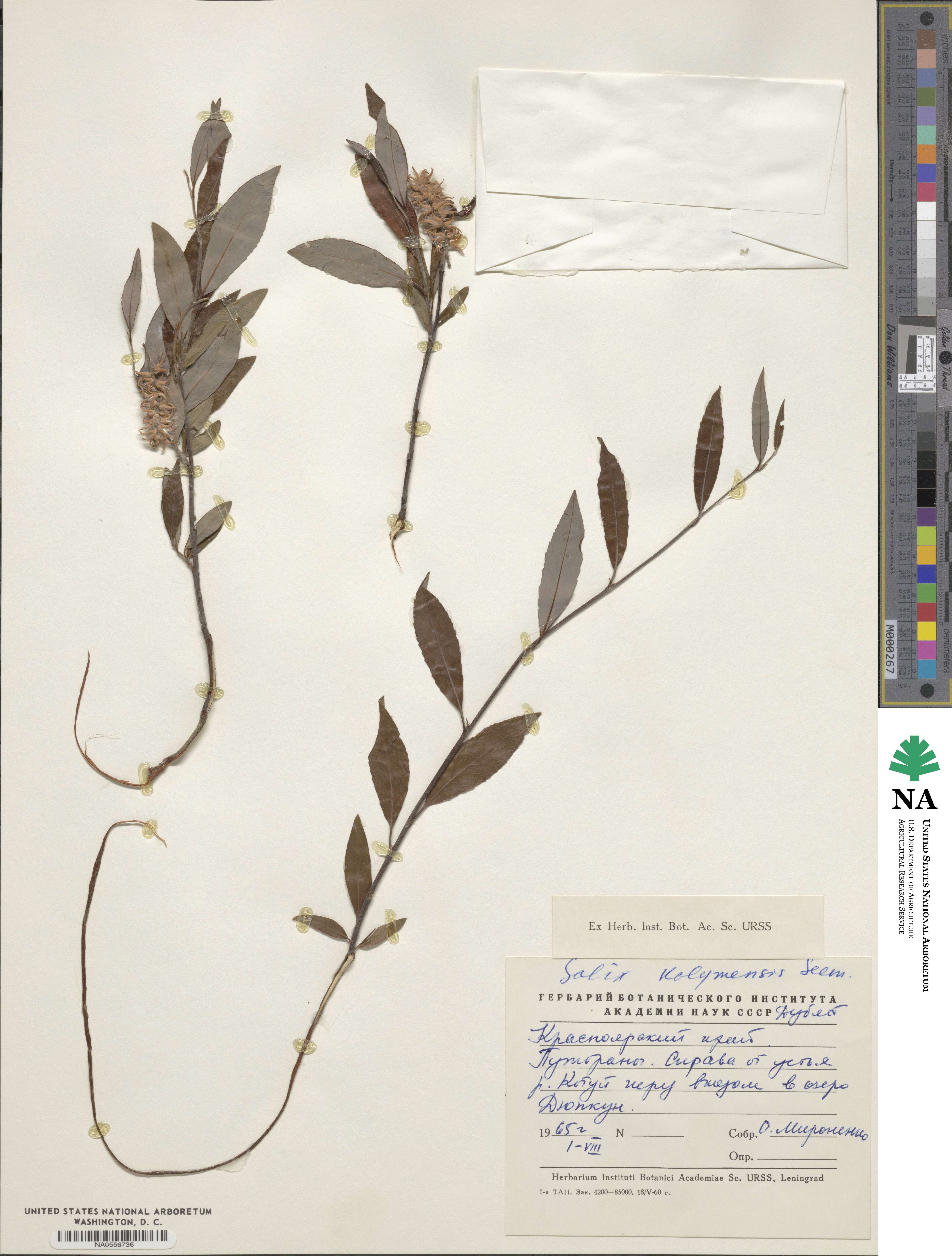 Salix boganidensis image