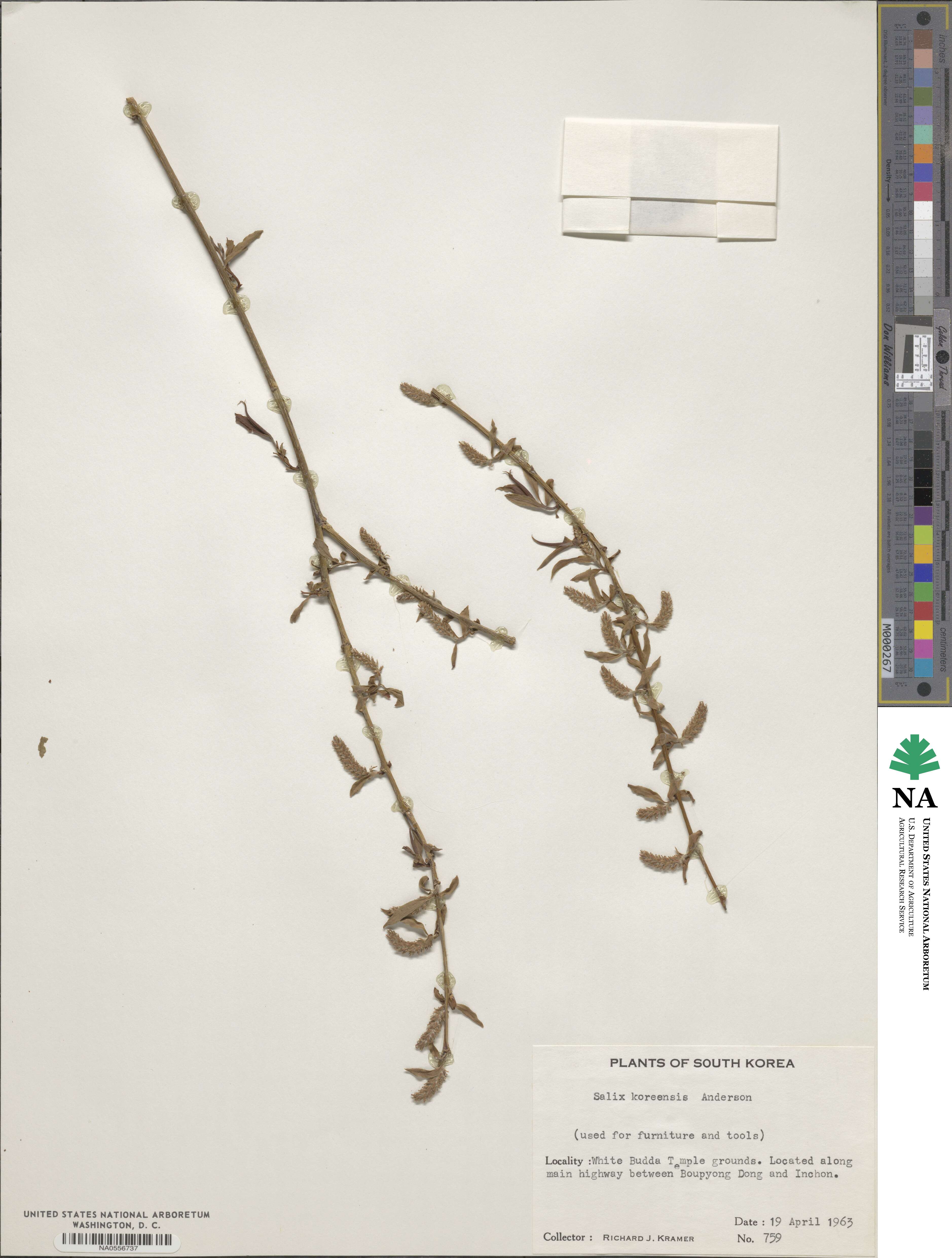 Salix pierotii image