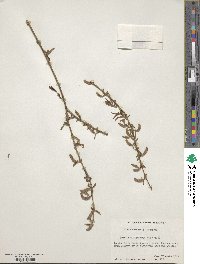 Salix pierotii image