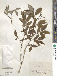 Salix babylonica image