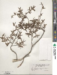 Salix babylonica image