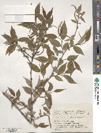 Salix babylonica image