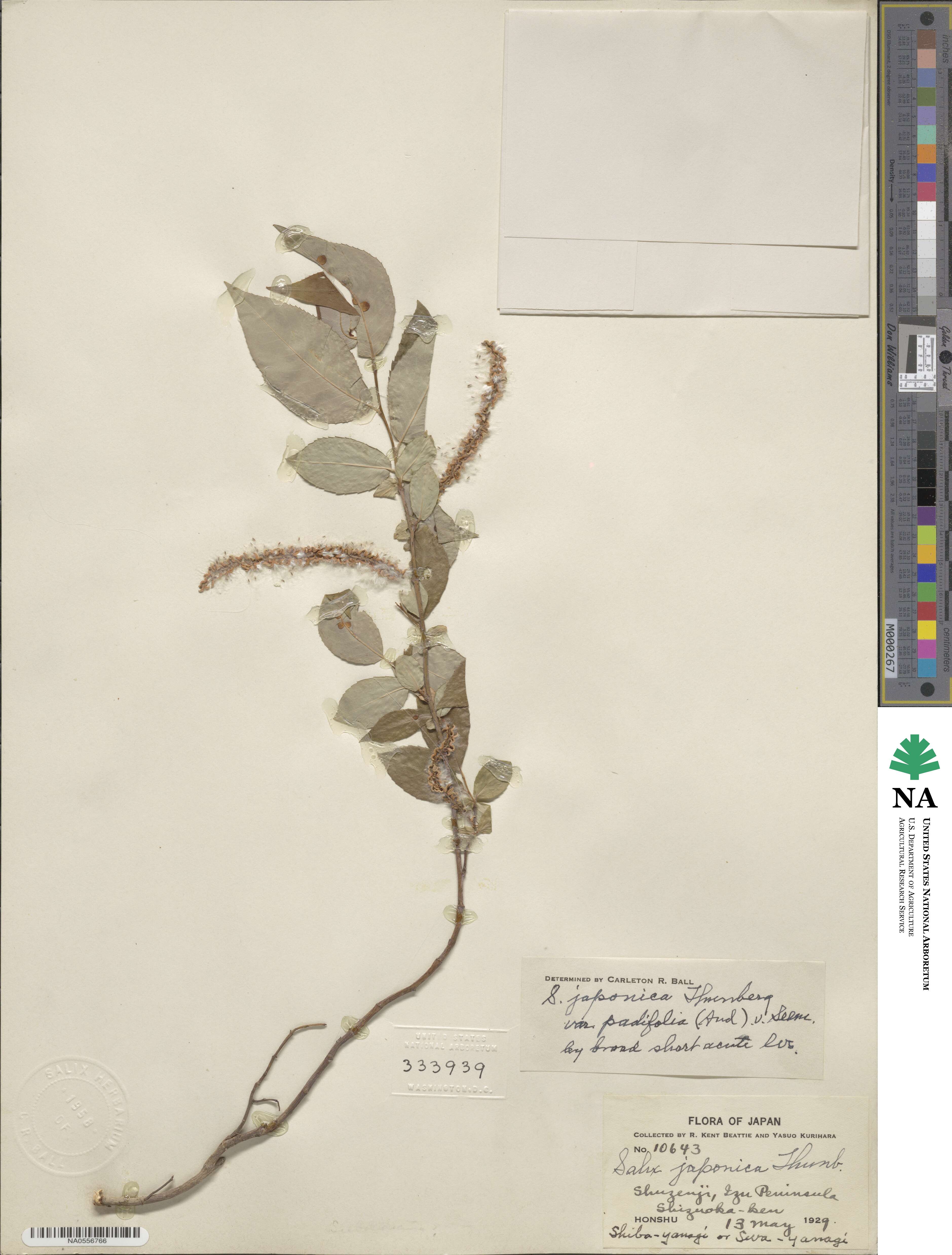 Salix japonica var. padifolia image