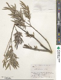 Salix jessoensis image