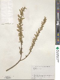 Salix jessoensis image