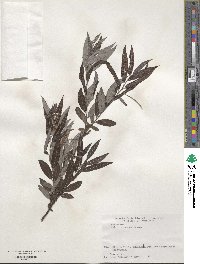 Salix jessoensis image