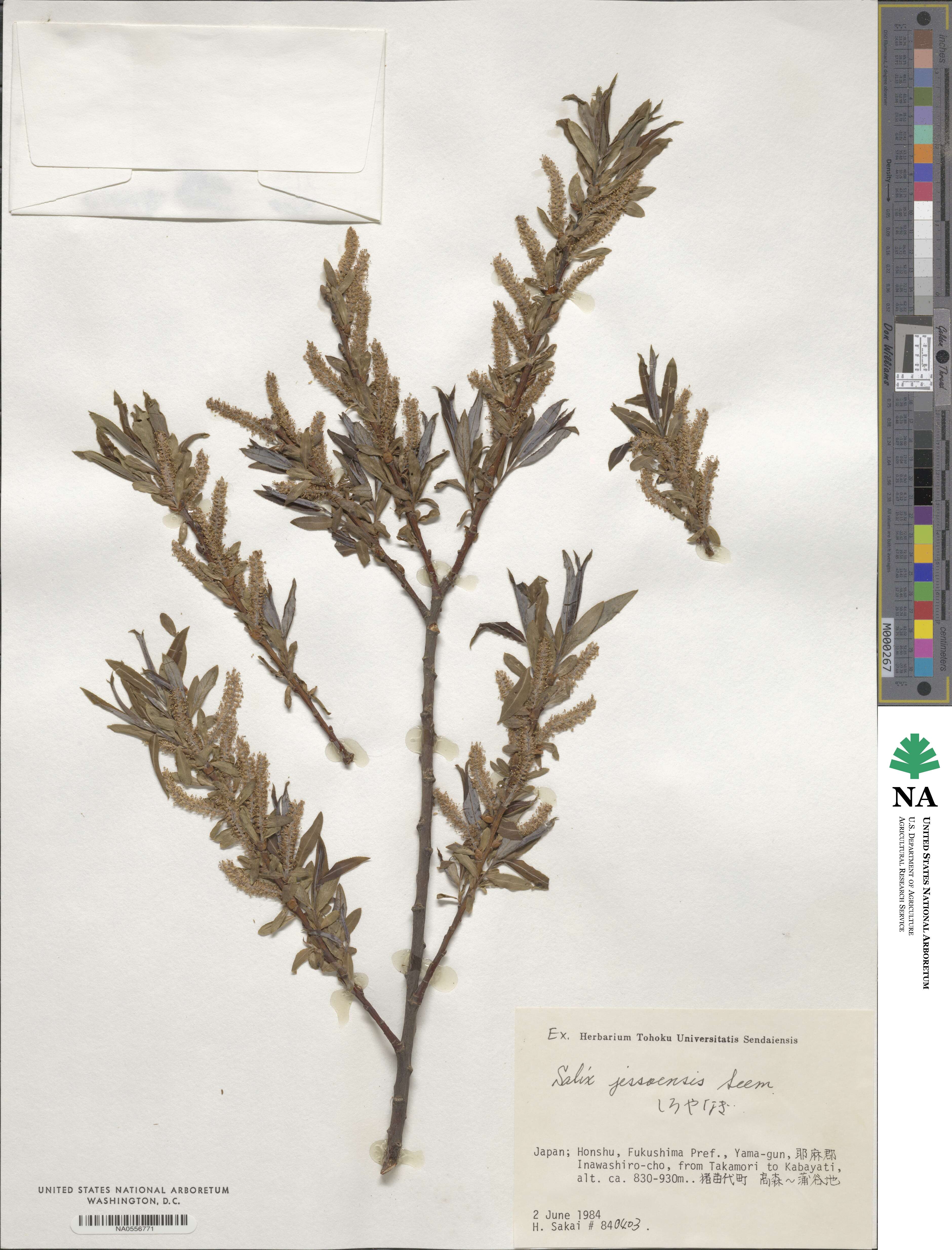 Salix jessoensis image