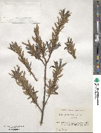 Salix jessoensis image