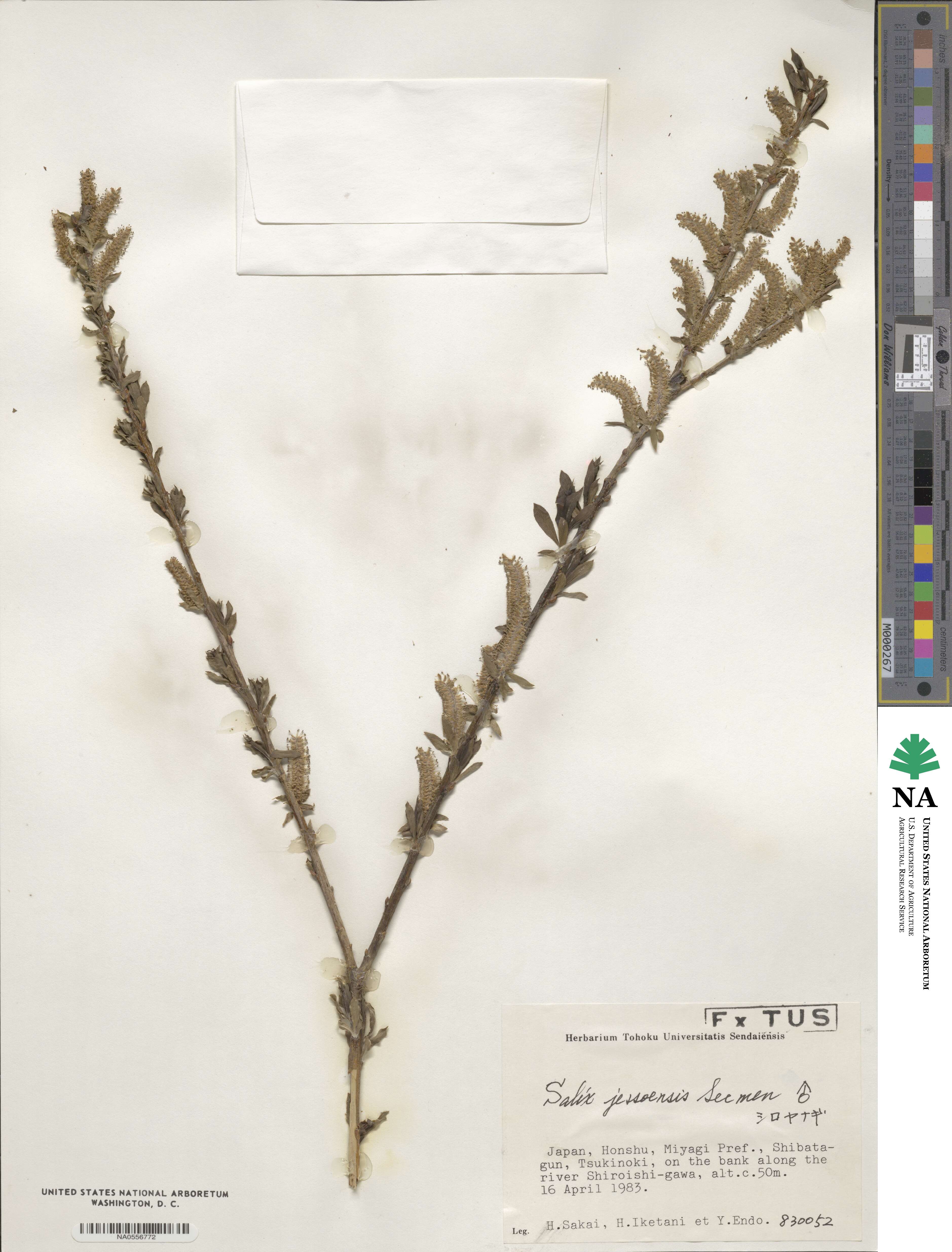 Salix jessoensis image