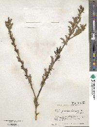 Salix jessoensis image