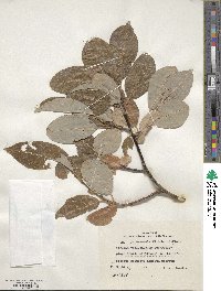 Salix jessoensis image