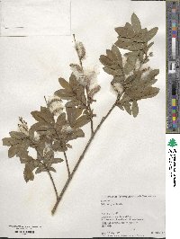 Salix integra image