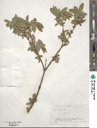 Salix integra image