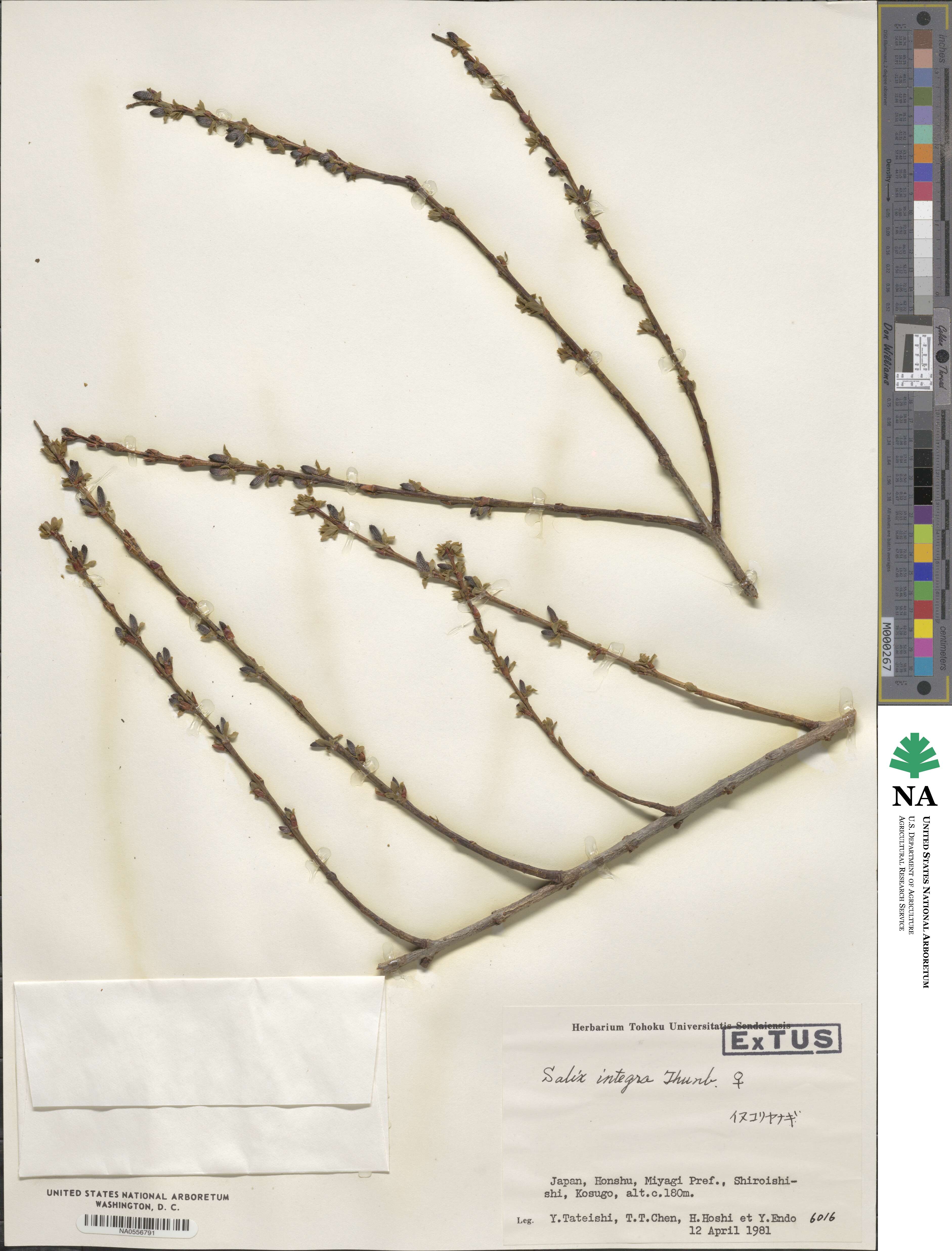 Salix integra image