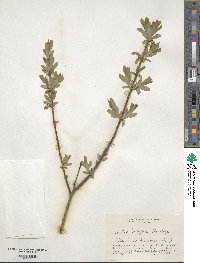 Salix integra image