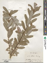 Salix integra image