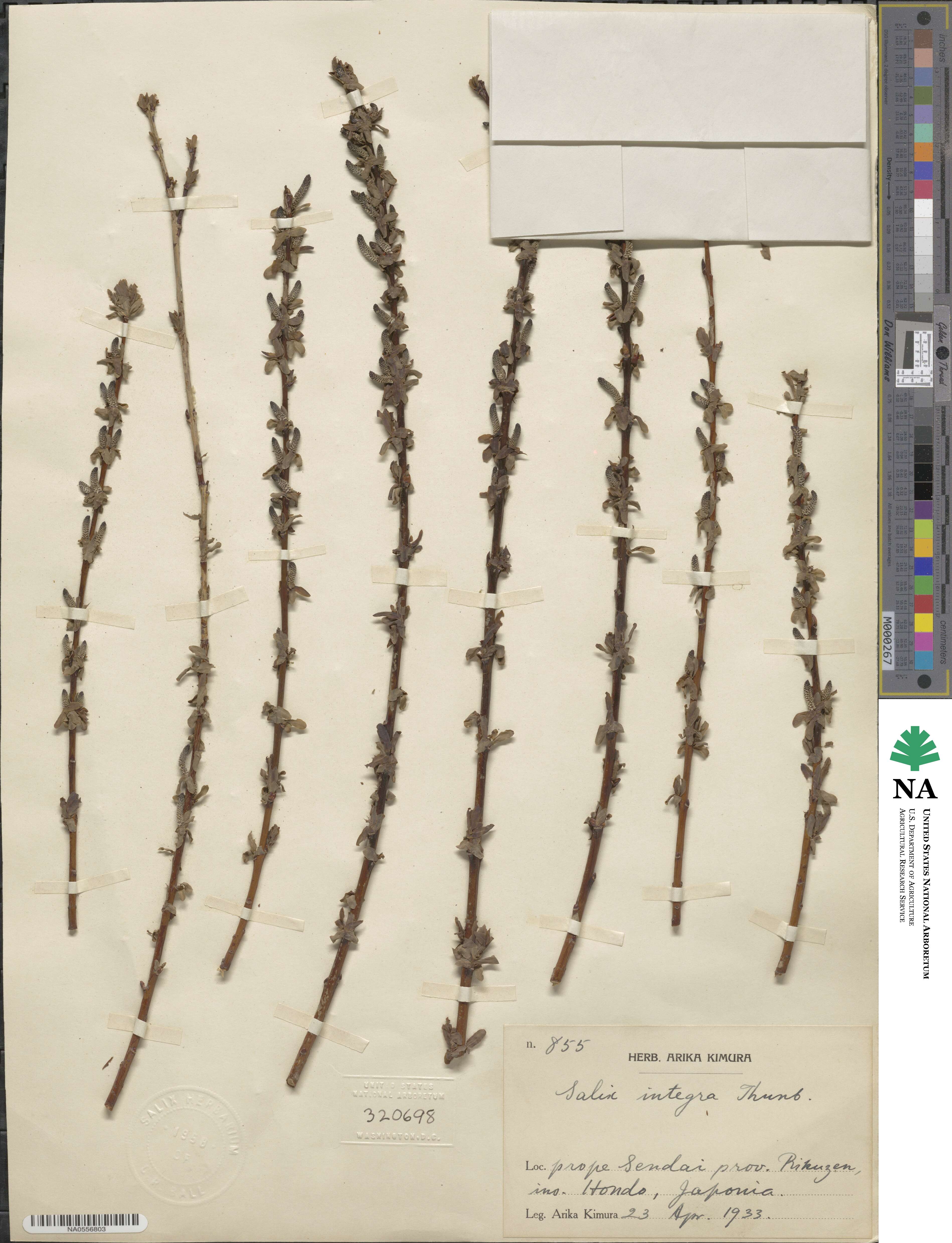 Salix integra image