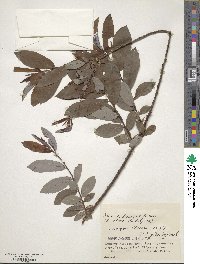 Salix ×hiraoana image