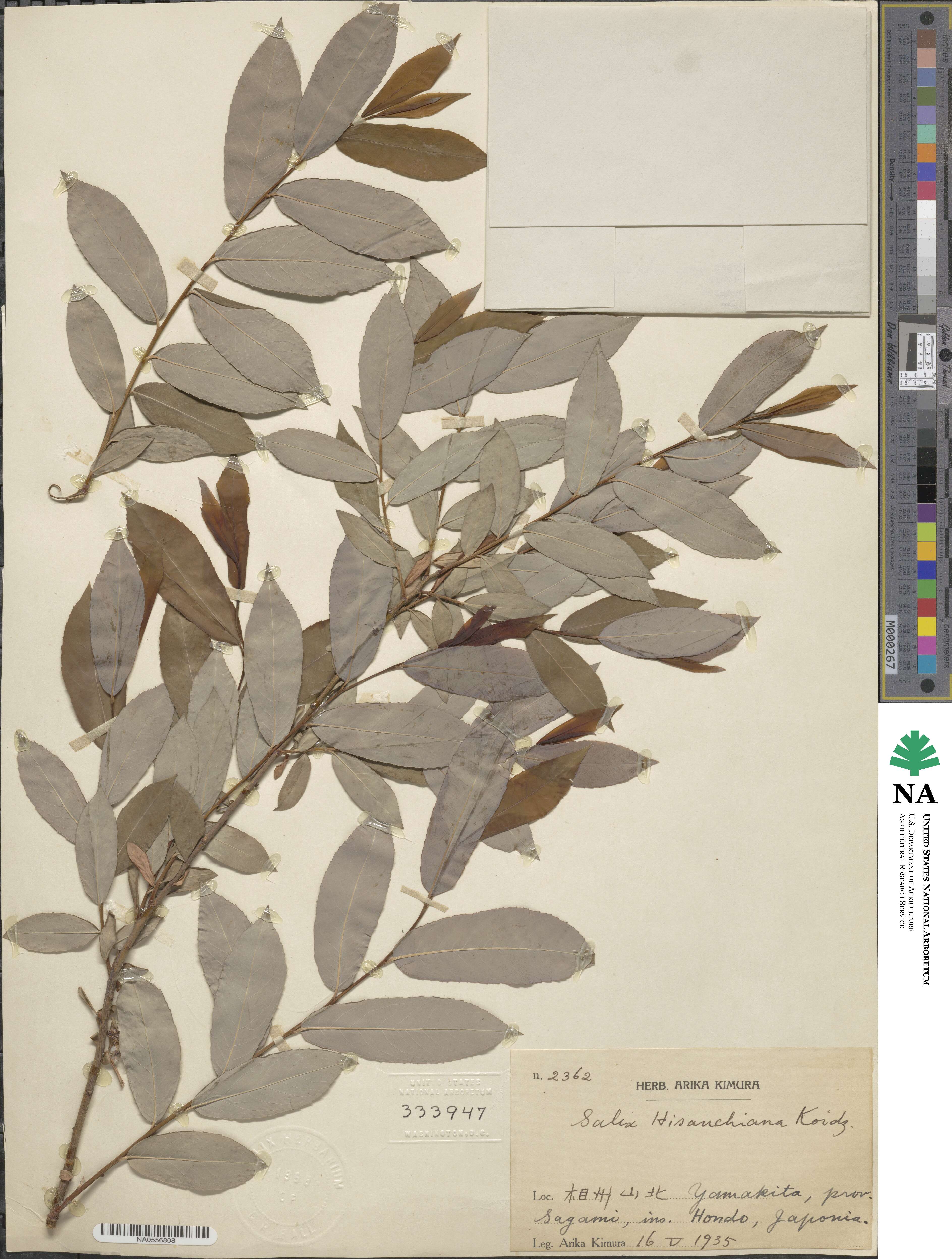Salix ×hisauchiana image