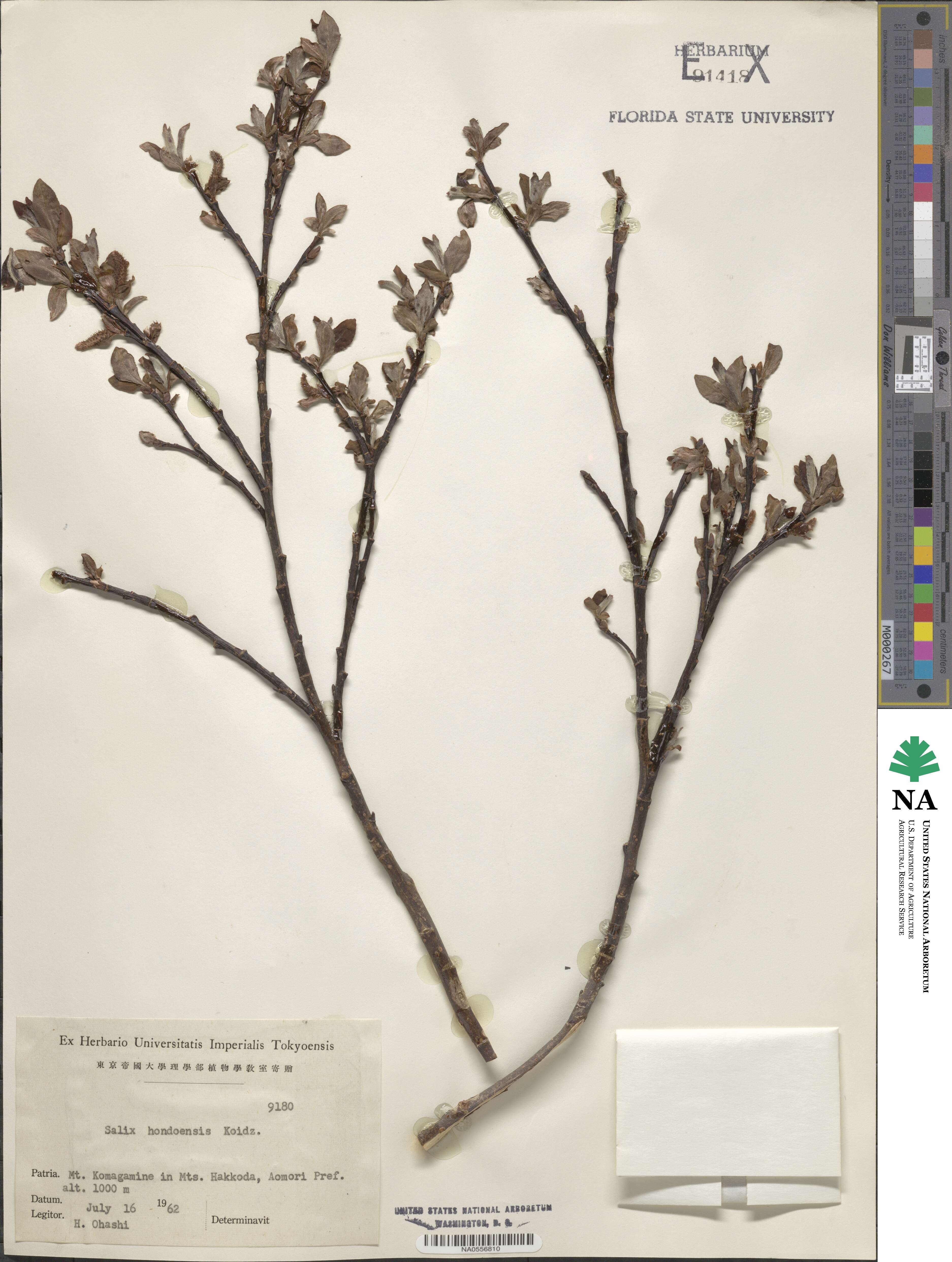 Salix jessoensis subsp. jessoensis image