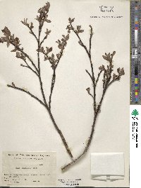 Salix jessoensis image