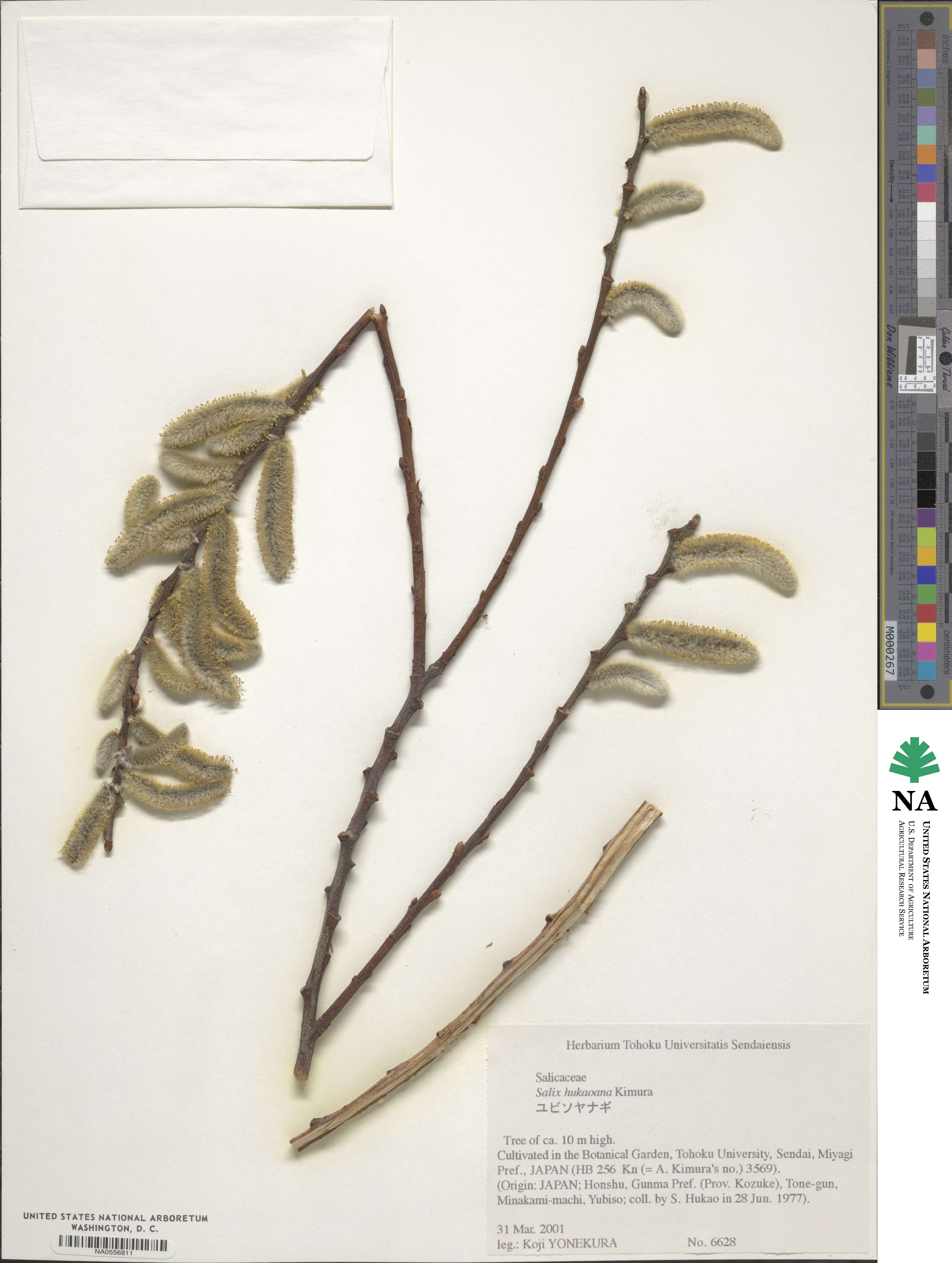 Salix hukaoana image